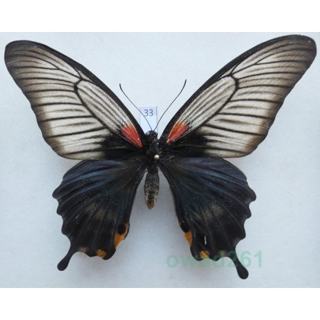 Papilio memnon Linnaeus, 1758 female Phillipines 107mm33